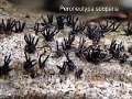 Peroneutypa scoparia-amf2251-1